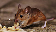 24 Hour & Emergency Exterminators in Volo, IL
